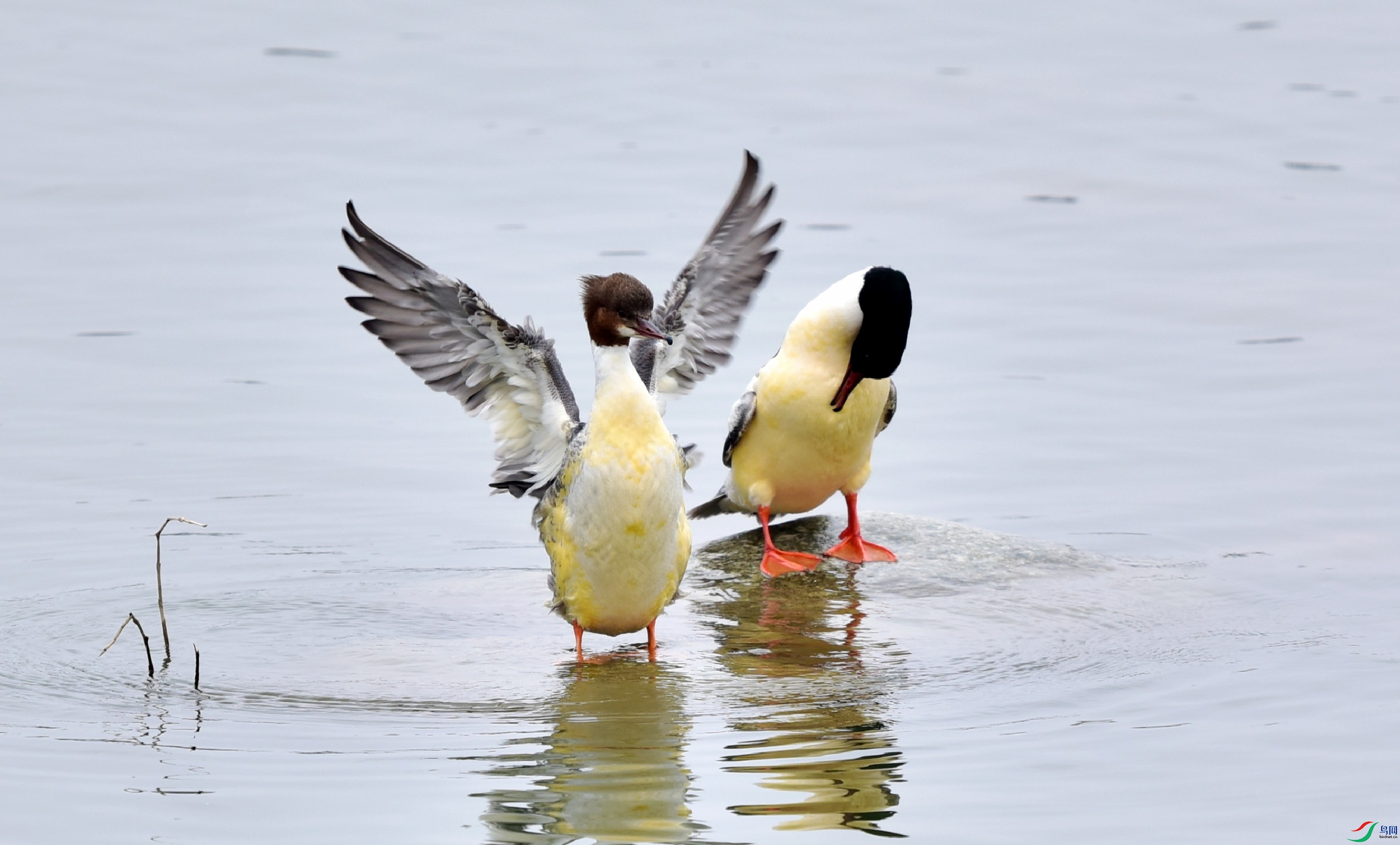 DSC_2479_conew1.jpg