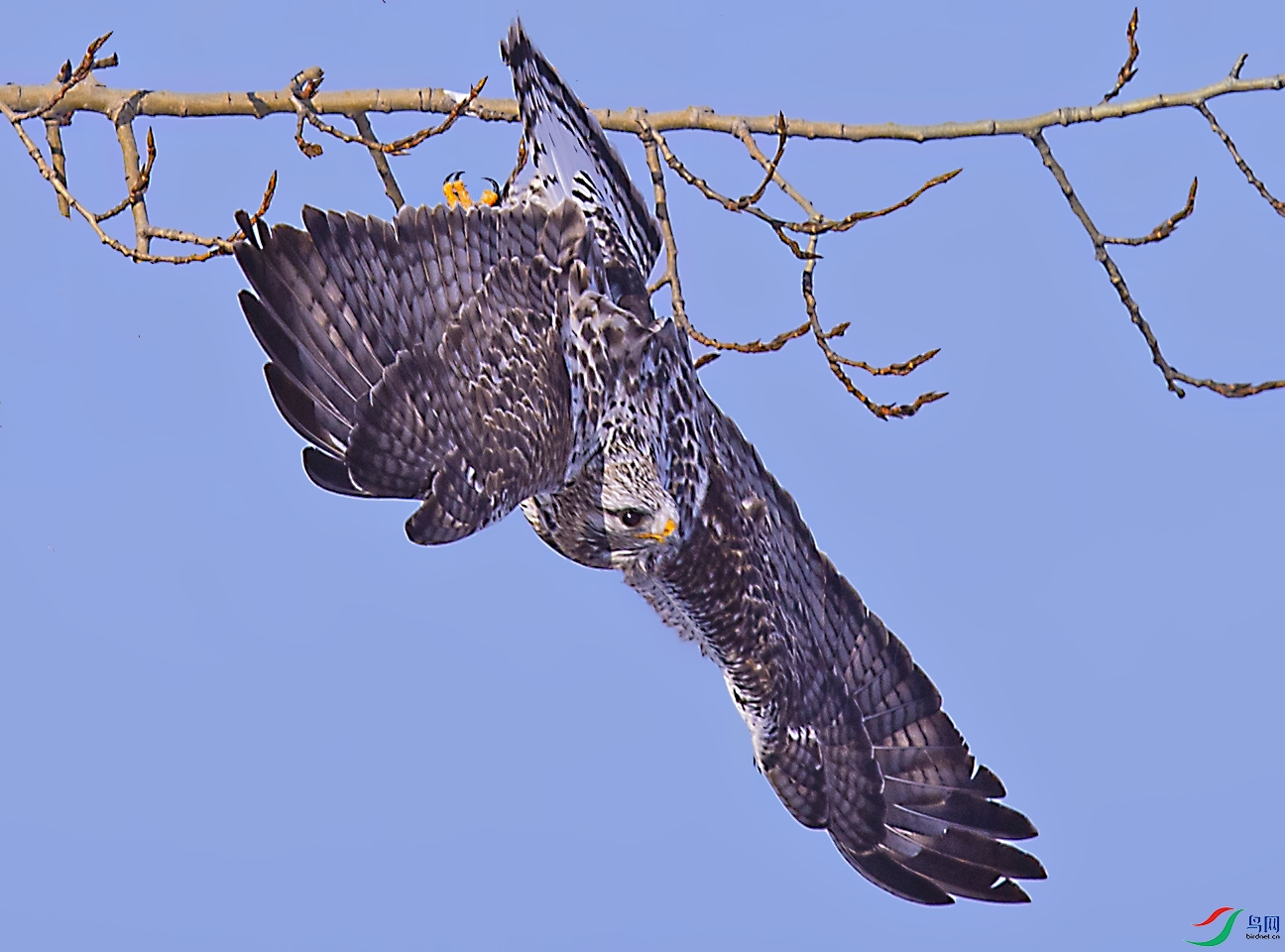 DSC_6932.jpg