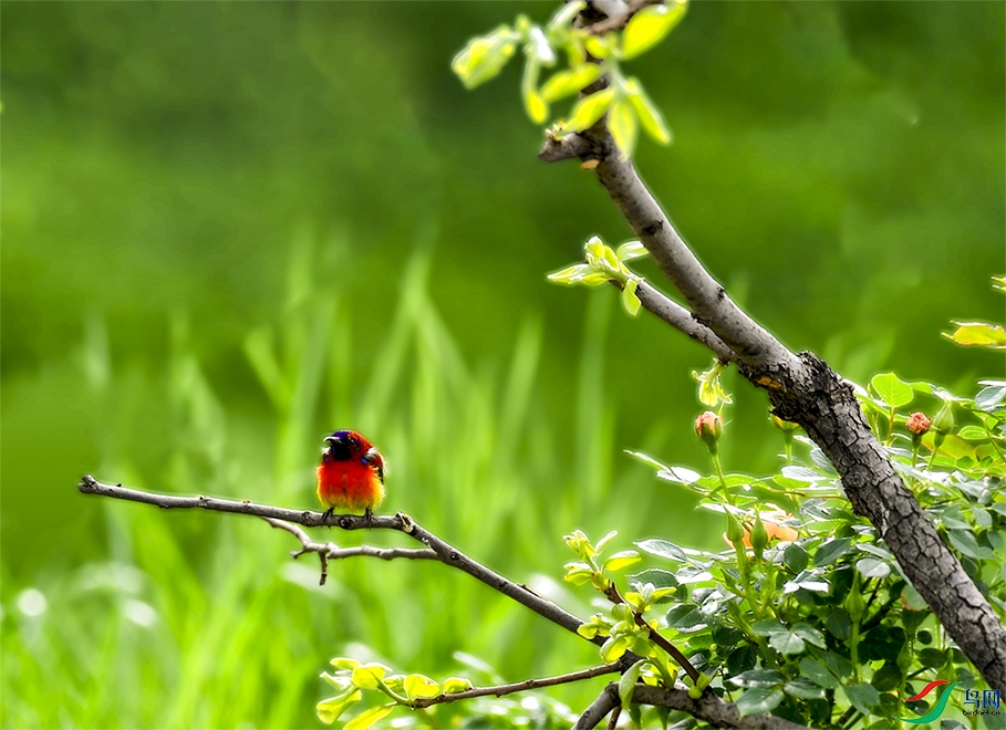 _GZ33141 ����.jpg