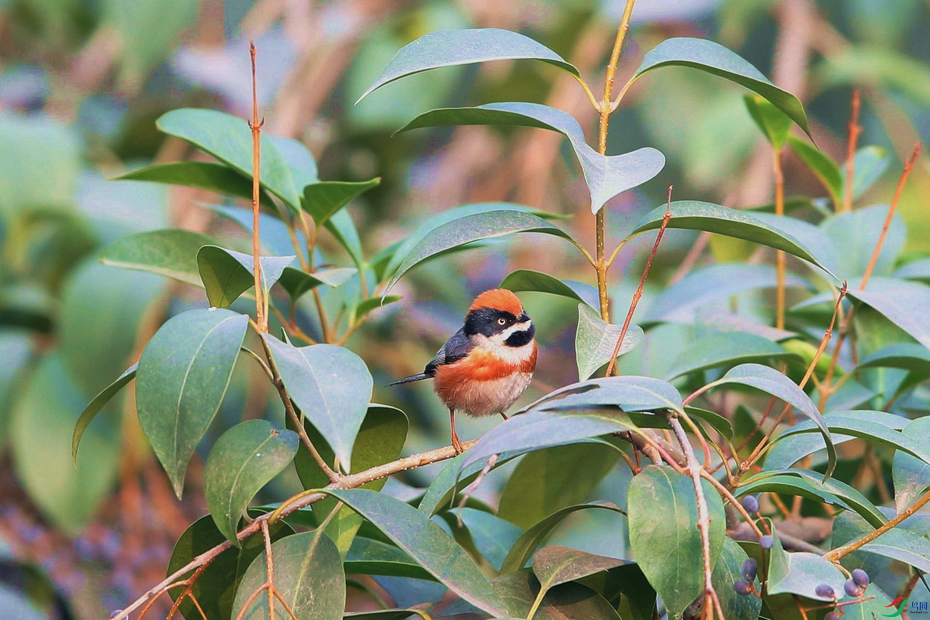 ��ͷɽȸ (1)_����_����.jpg