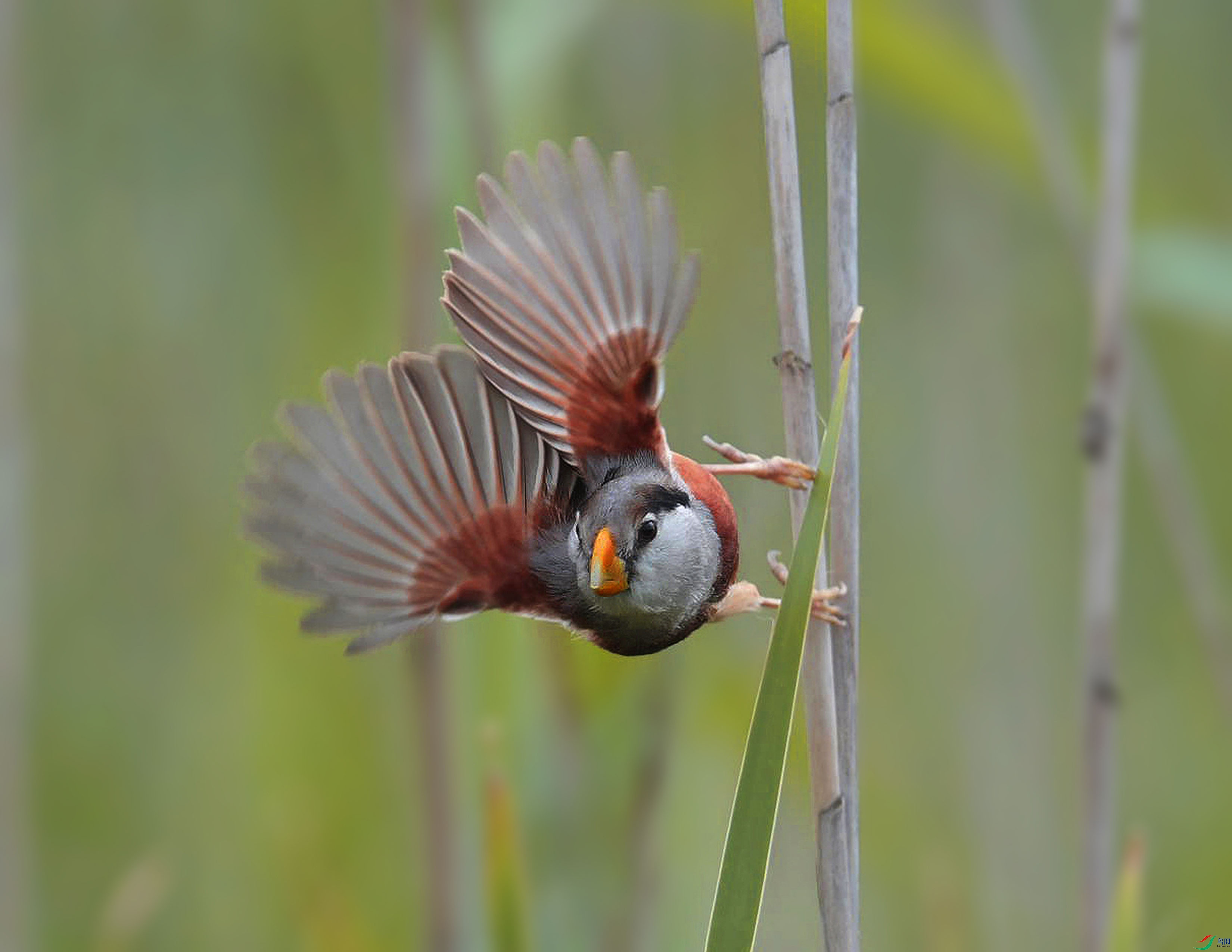 _DSC5209 - ����.JPG