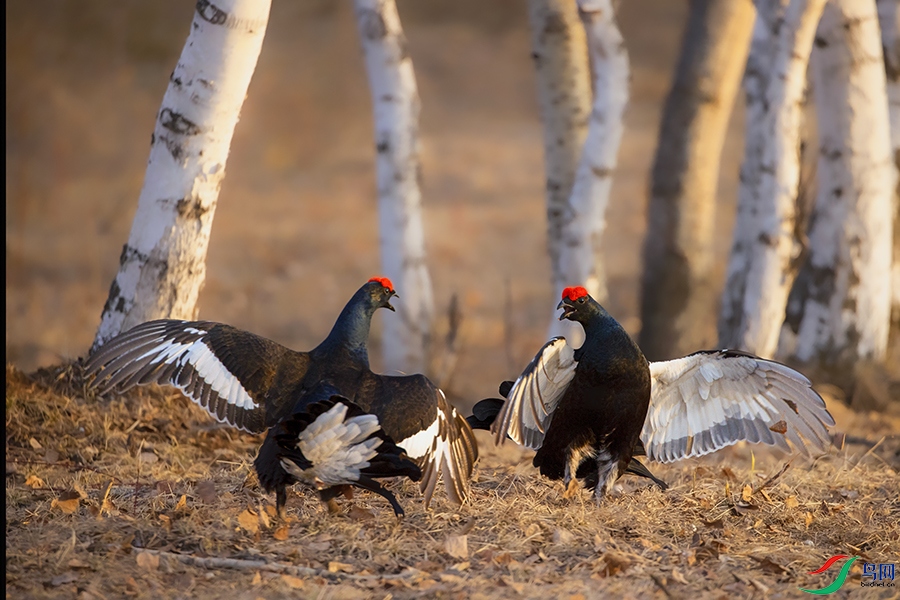 ���ټ� (3).jpg