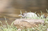 _C5R3469_���� - ���� (3).jpg