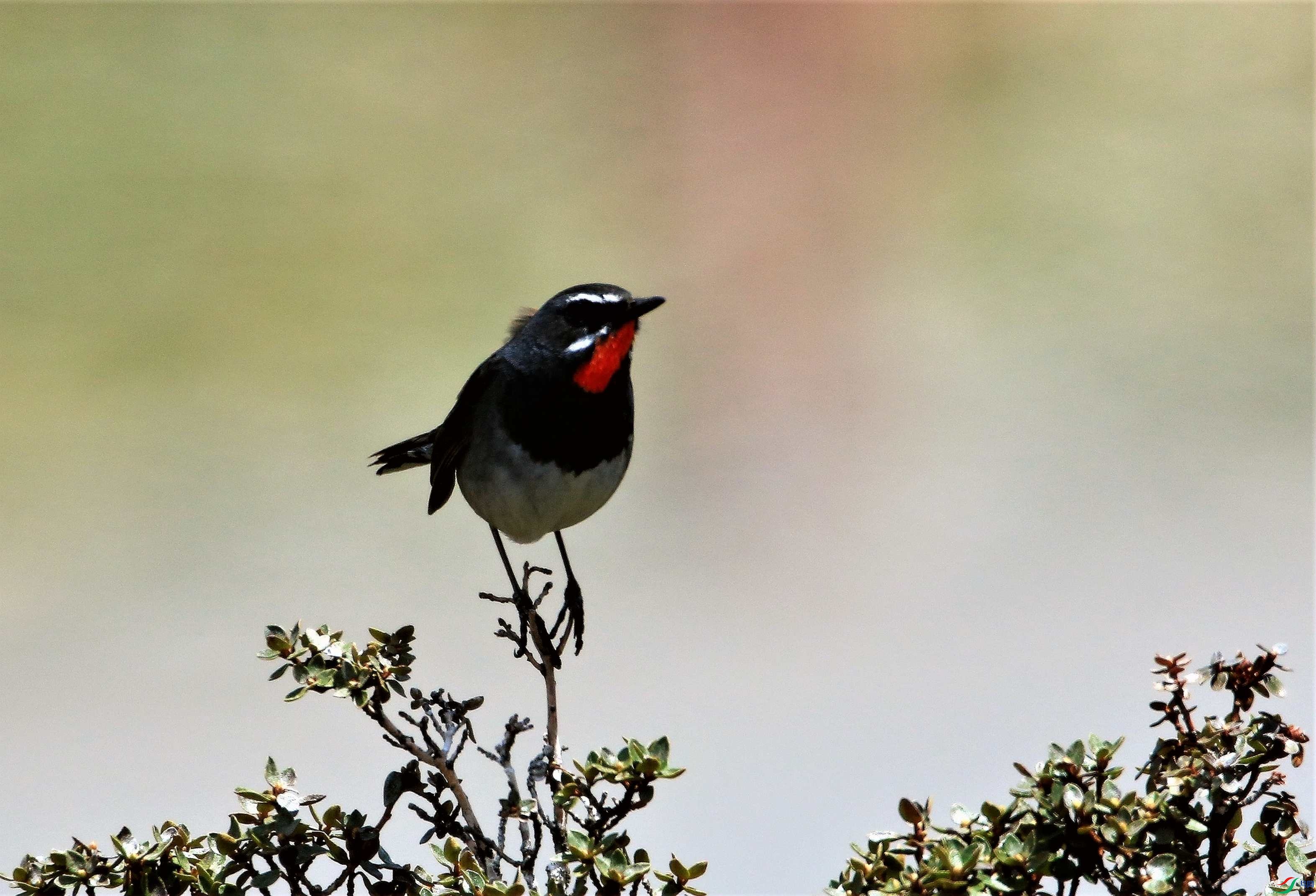 ���ظ�� (9).JPG