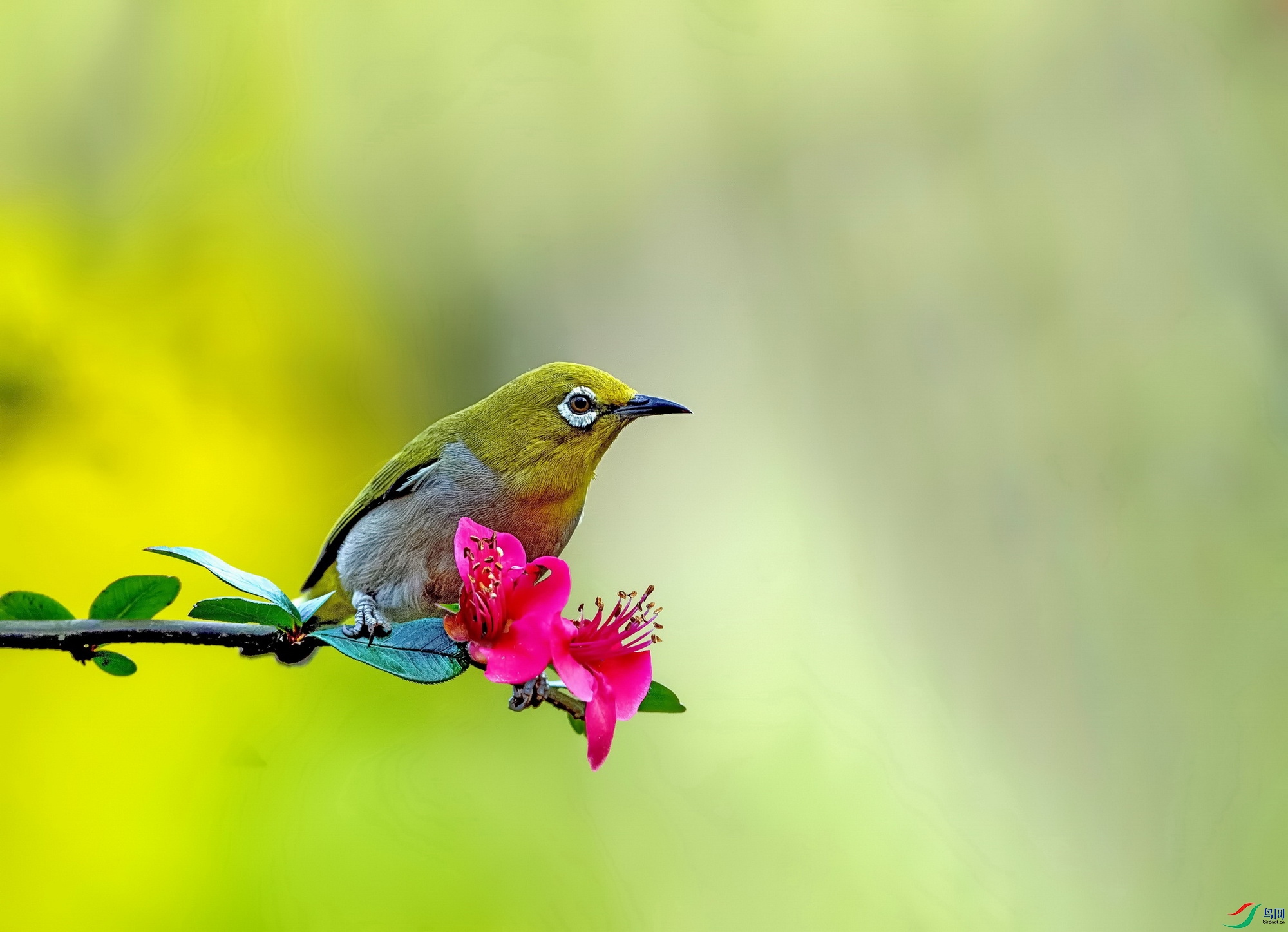 灰腹绣眼鸟 (6).jpg