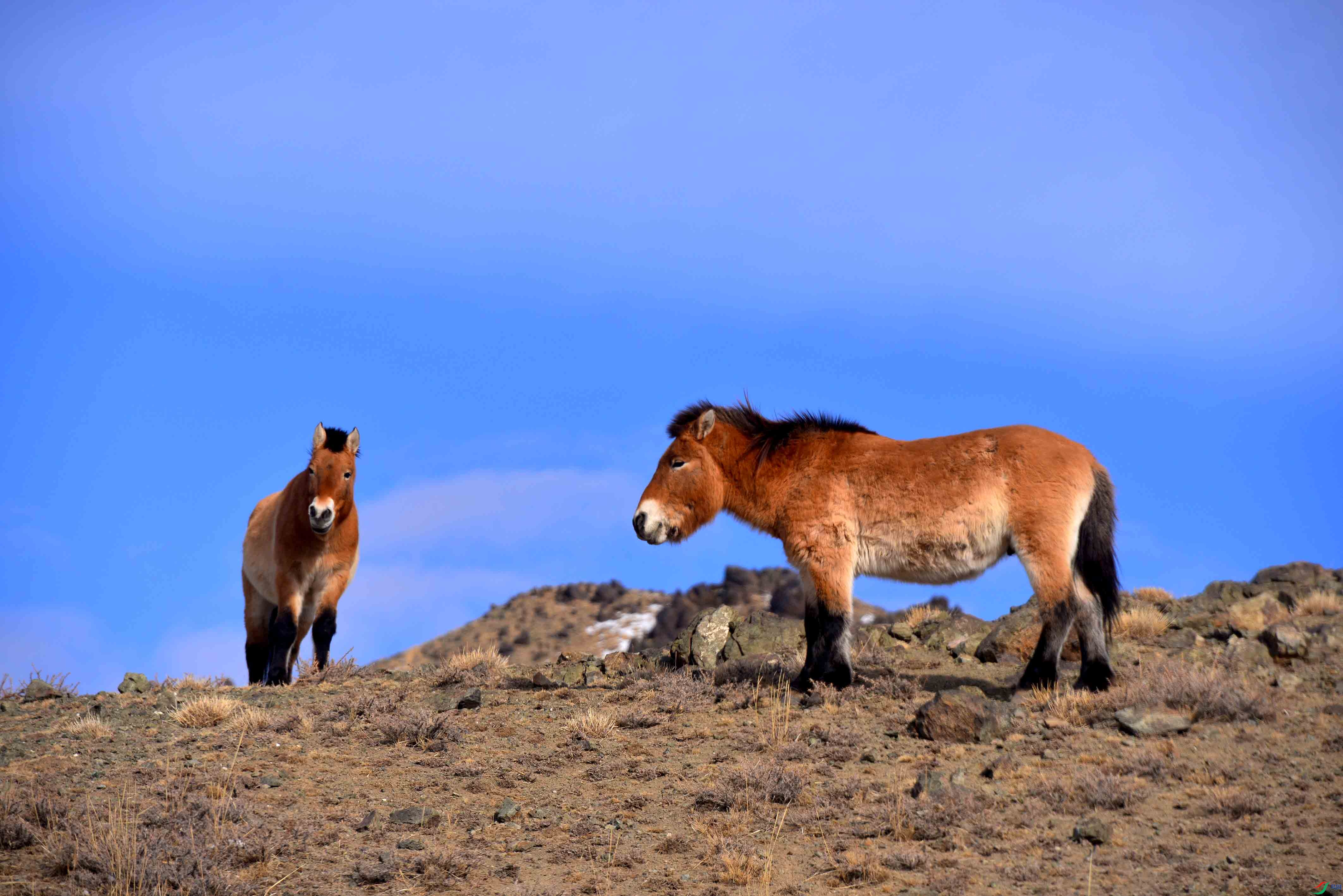 ����Ұ��