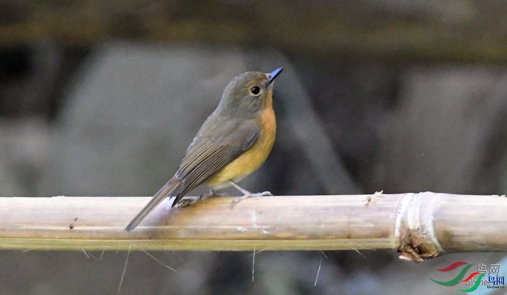 Ϊ������  ��ʦ����������ʡ�º���徰���������� ӯ����.jpg