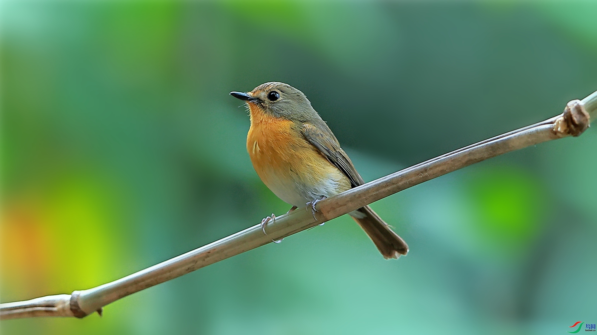 �½���ӥ  ��ʦ����������ʡ�º���徰���������� ӯ����.jpg