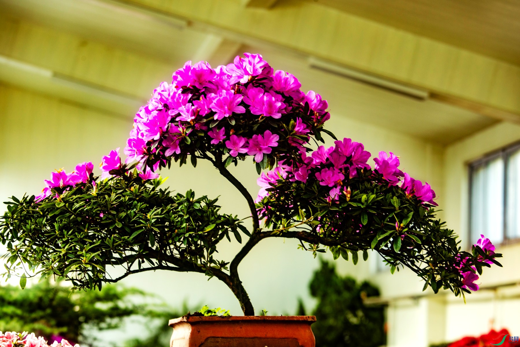 ���� �ž� (1).jpg