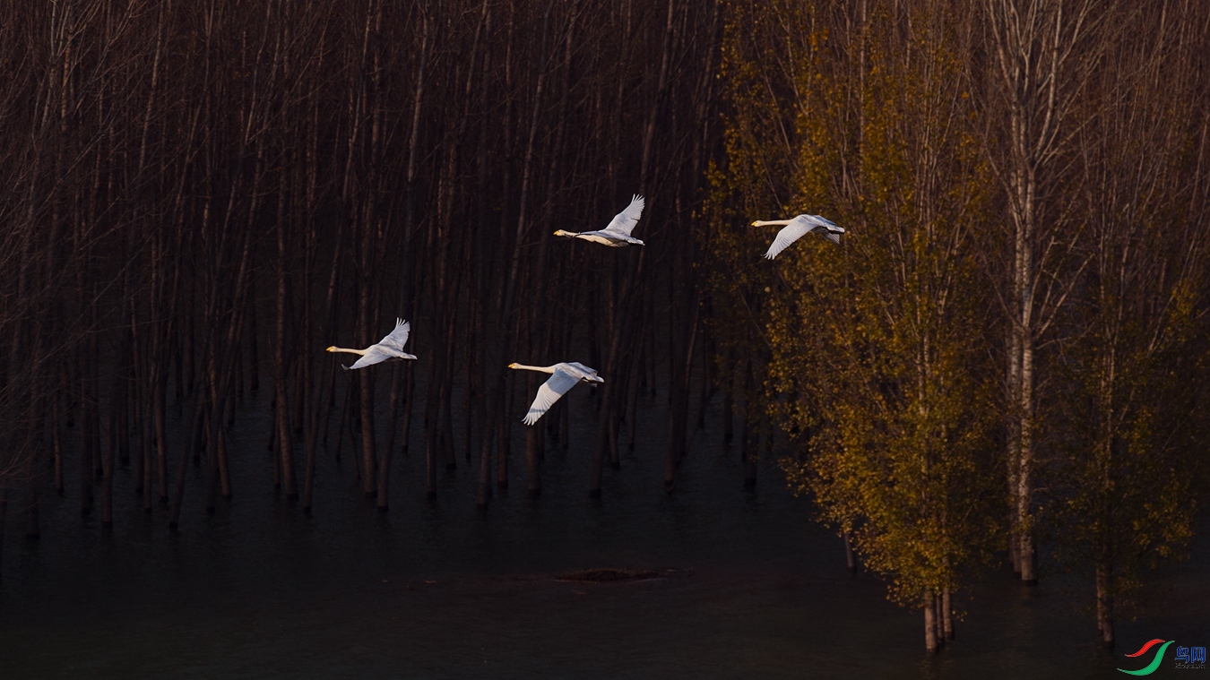 XCG_0358 - ����.jpg