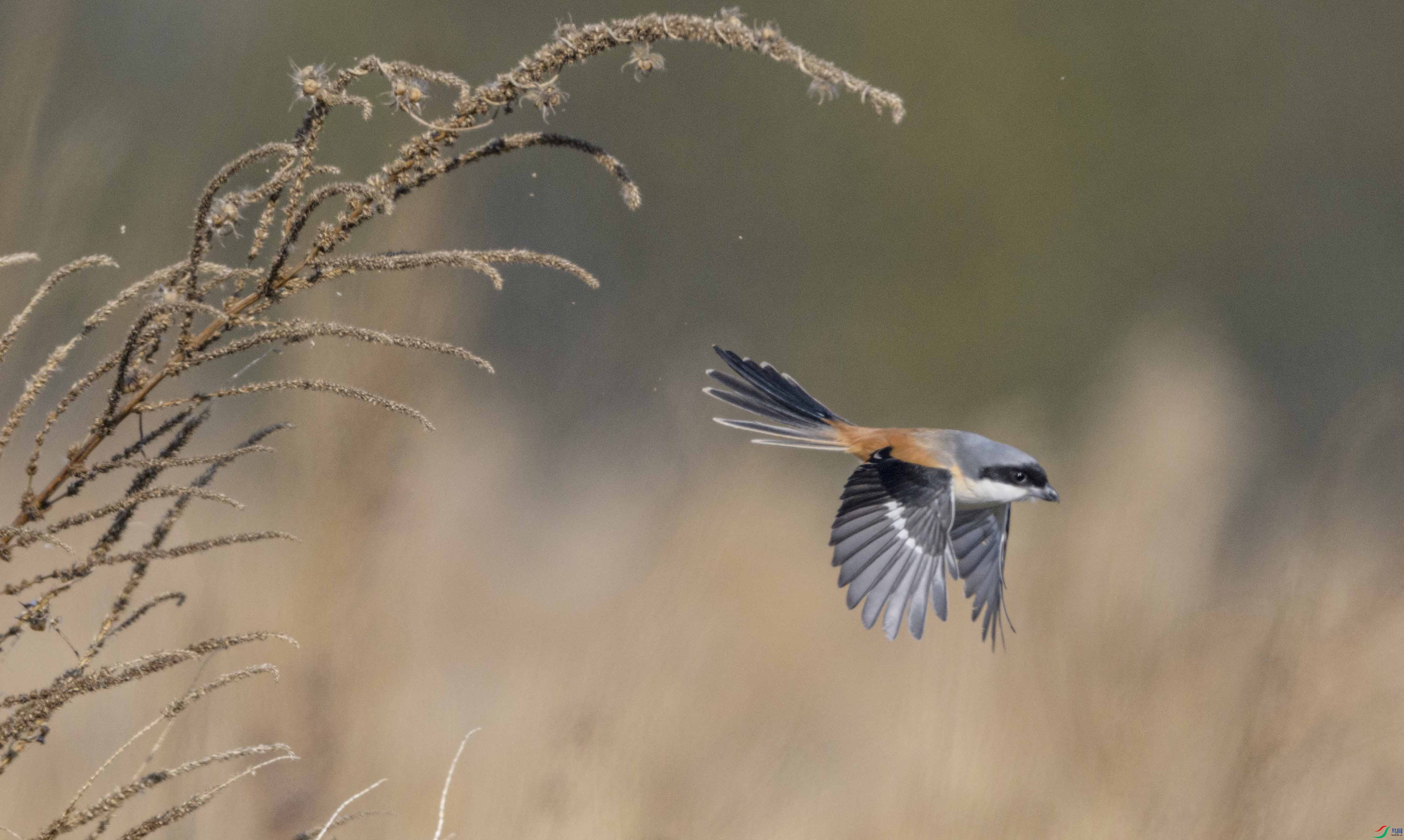 _6631187 ����.jpg