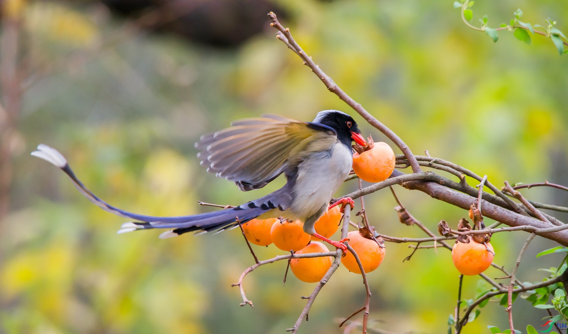 ������ȵ