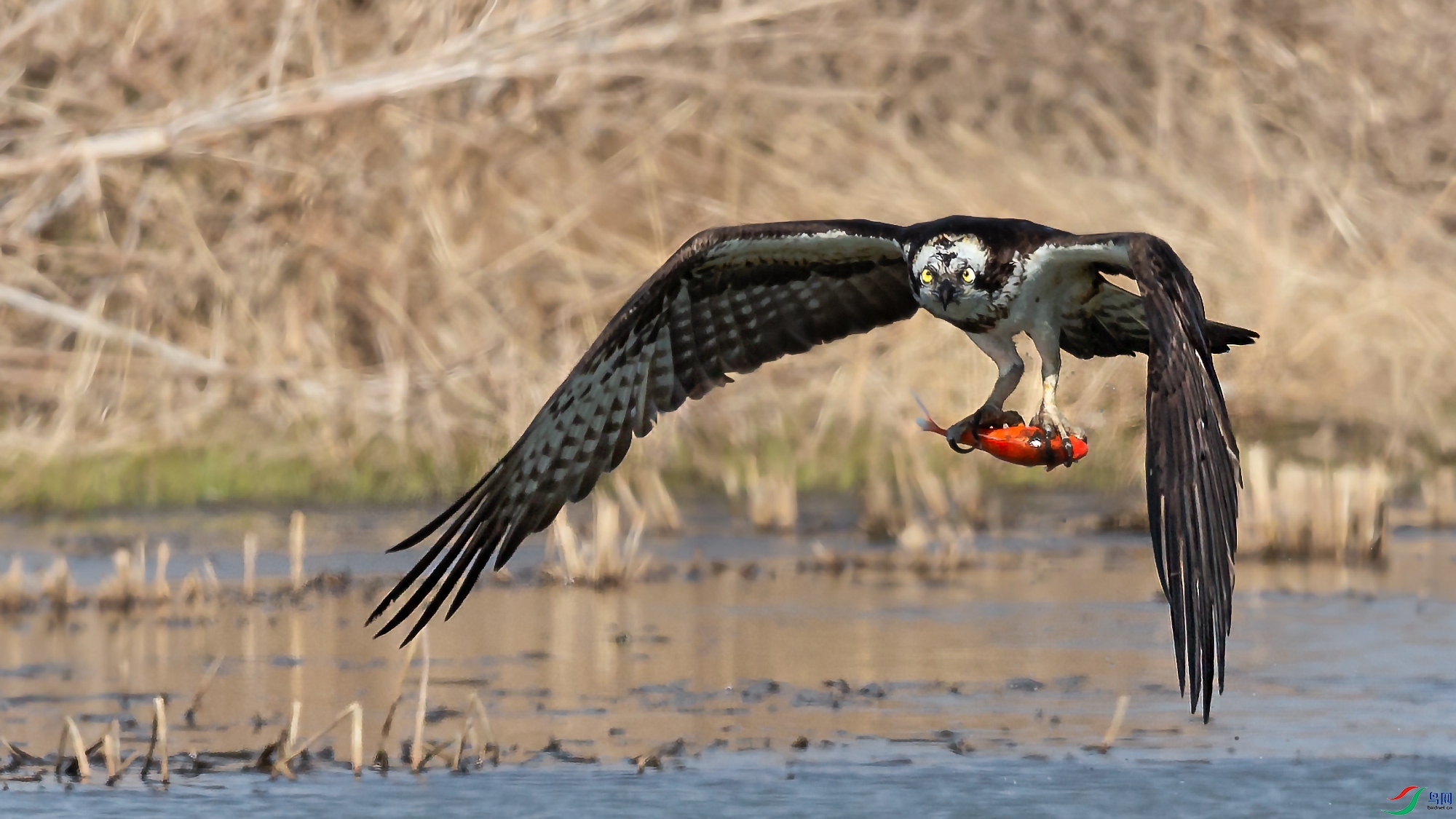 A15J6267-22020130-1.jpg