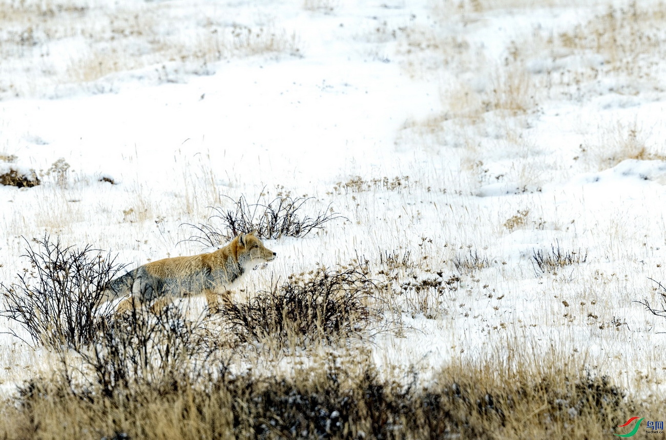 �غ� (1519)-2.jpg