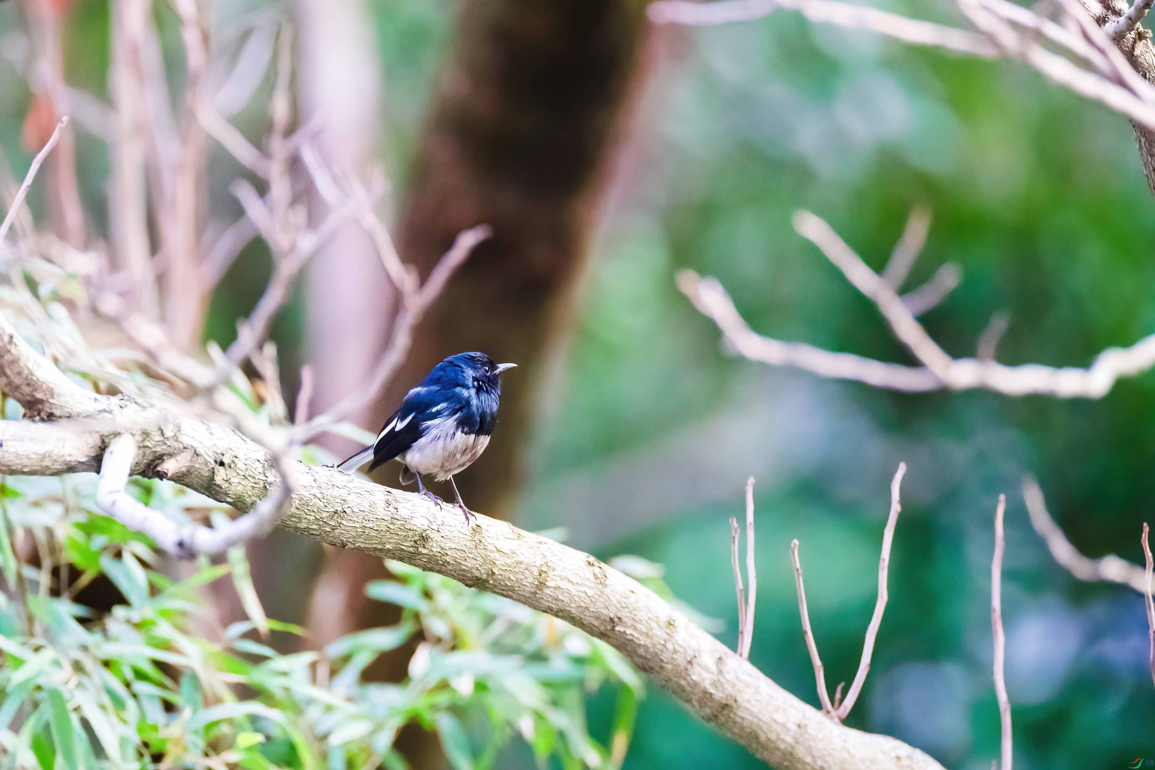 1Dx2+428 III+1.4x�ֳ� ���ڲü�