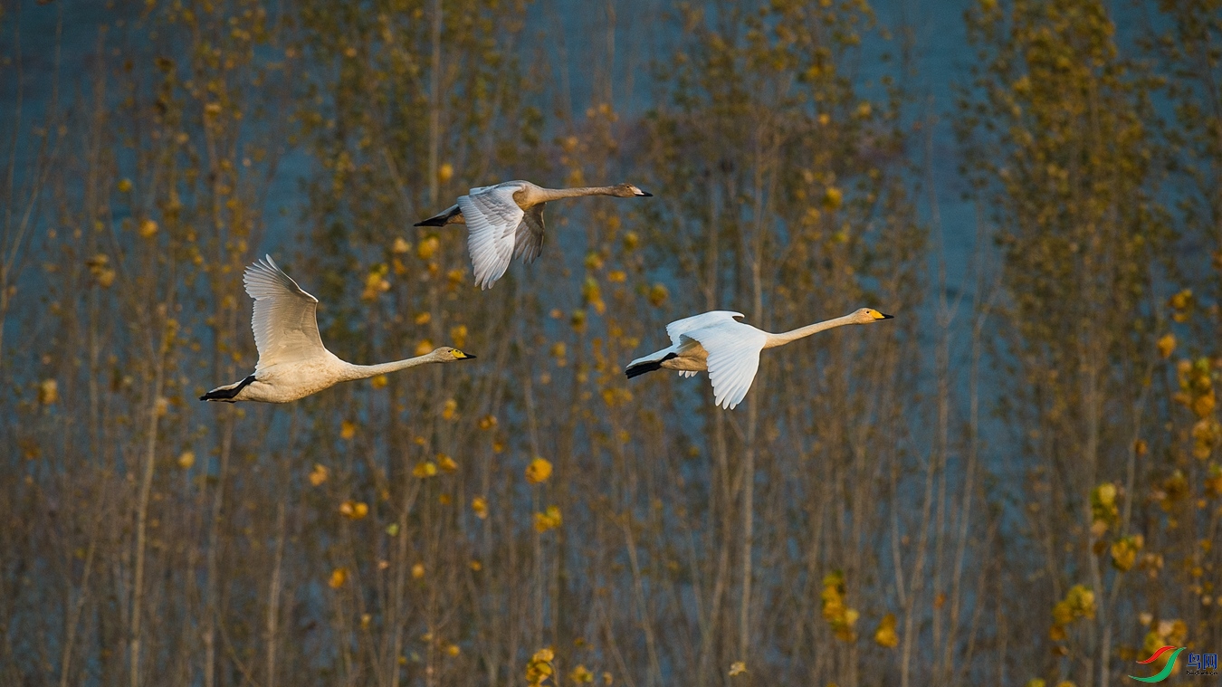 XCG_2904 - ����.jpg