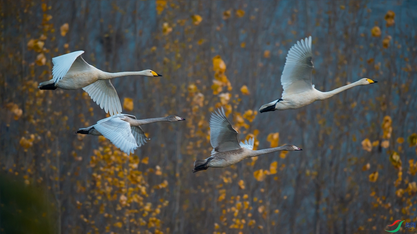 XCG_1272 - ����.jpg