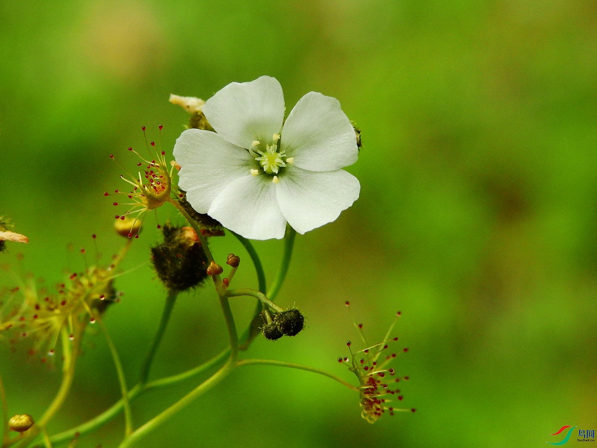 Drosera peltata_é���_������_�й�China_�Ĵ�ʡ���β��������ݾ�����_2020��07��21�� (2)_����.jpg