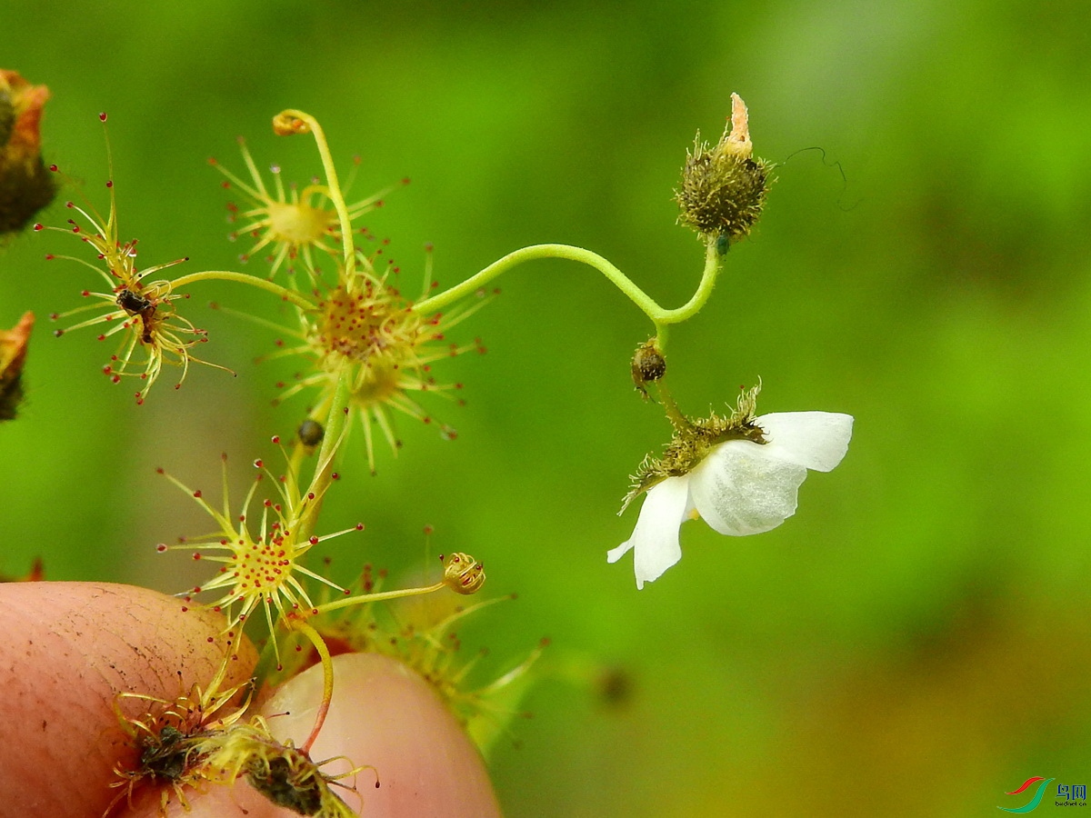 Drosera peltata_é���_������_�й�China_�Ĵ�ʡ���β��������ݾ�����_2020��07��21��_����.jpg