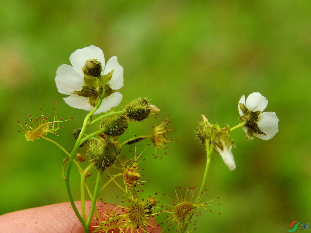 Drosera peltata_é���_������_�й�China_�Ĵ�ʡ���β��������ݾ�����_2020��07��21�� (5)_����.jpg