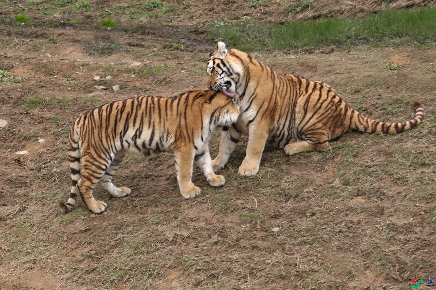 IMG_1353v.jpg