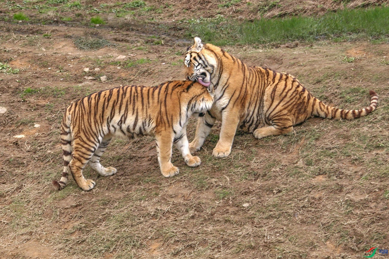 IMG_1353v.jpg