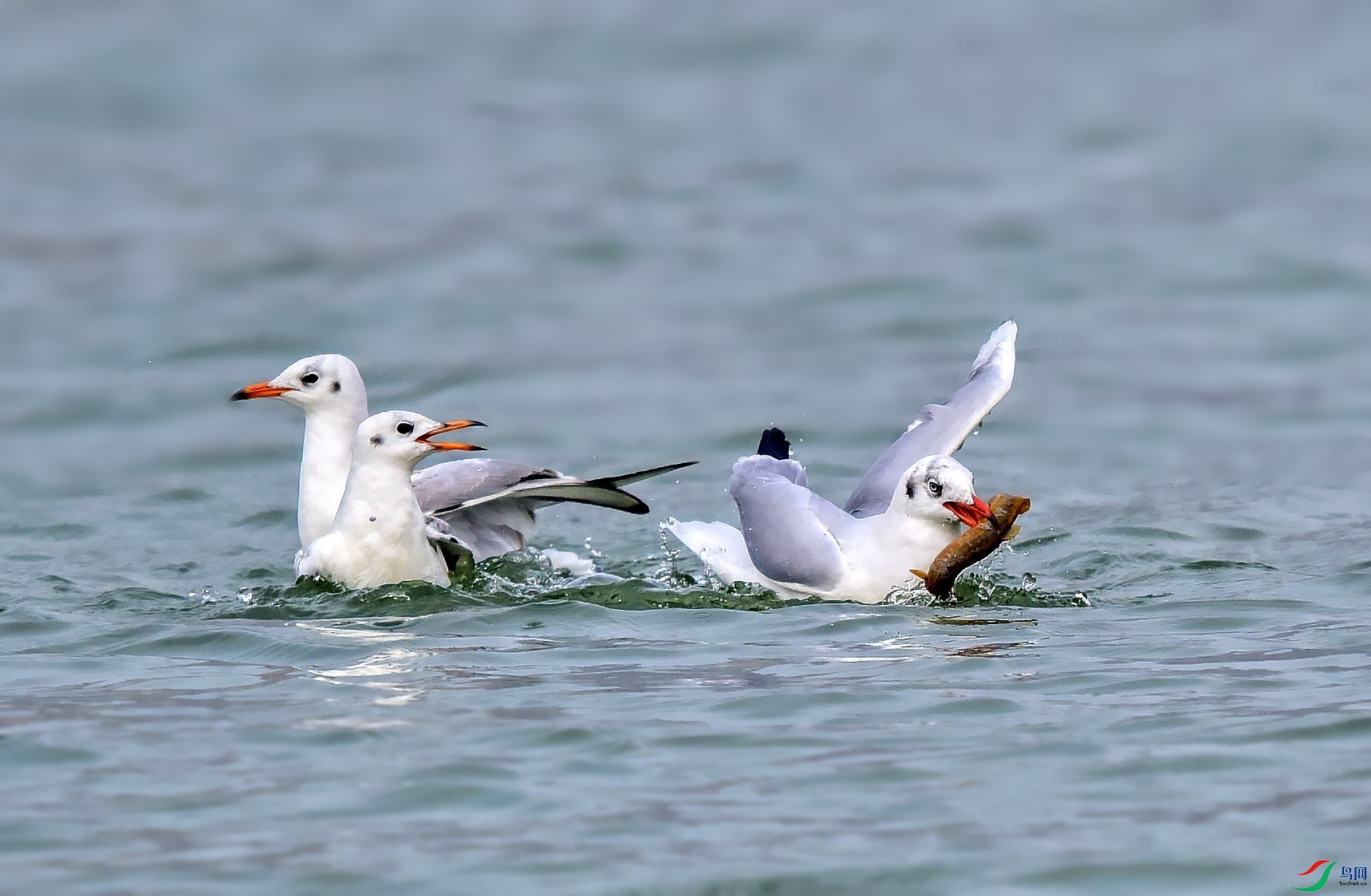 DSC_9965_conew1.jpg
