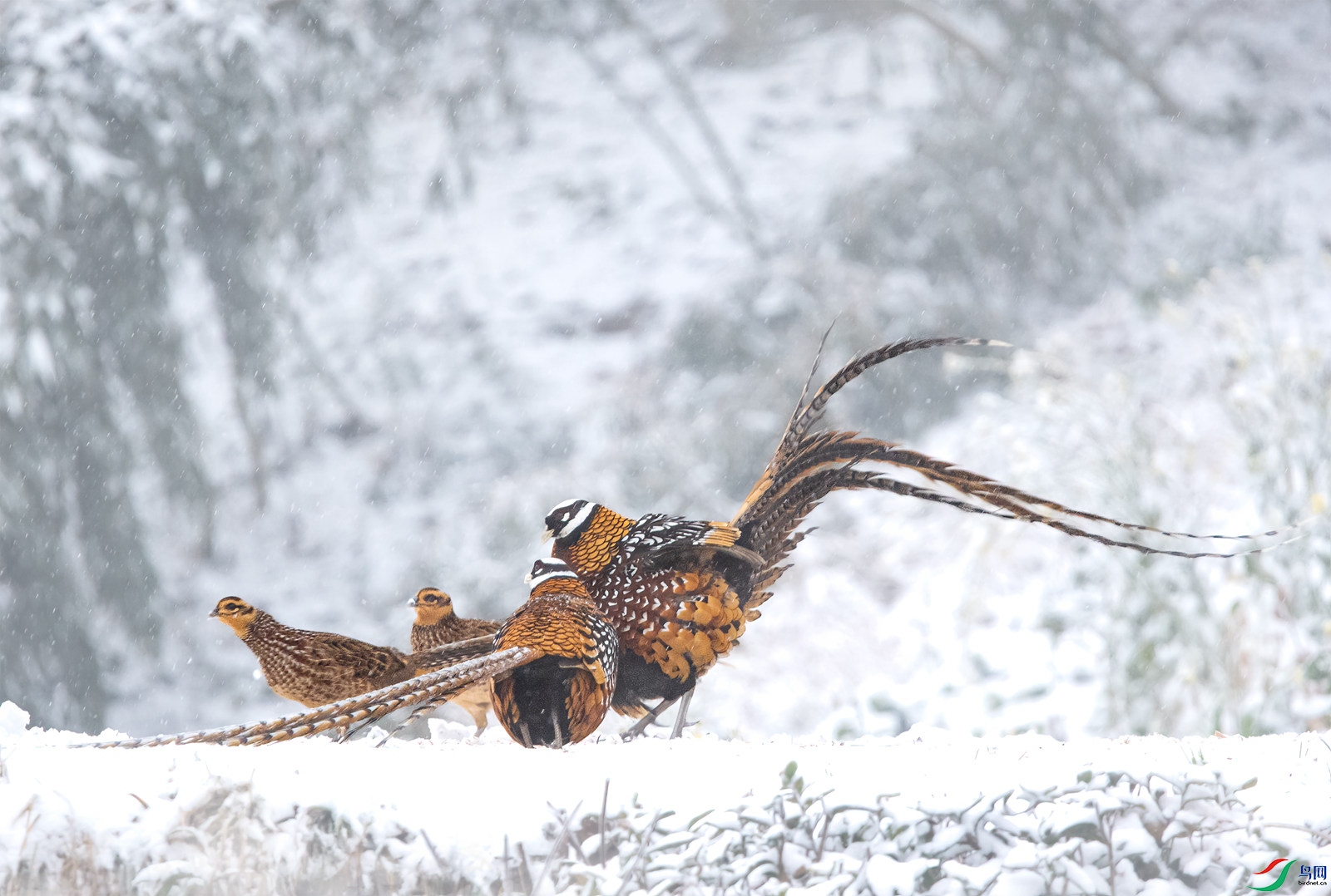 DSC_0138 ����_����.jpg