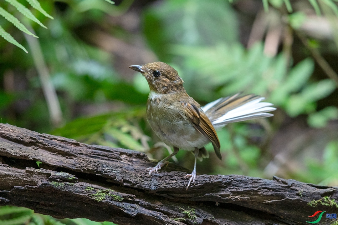 ��������  ��ʦ����������ʡ��˫���ɴ��������� ������.jpg