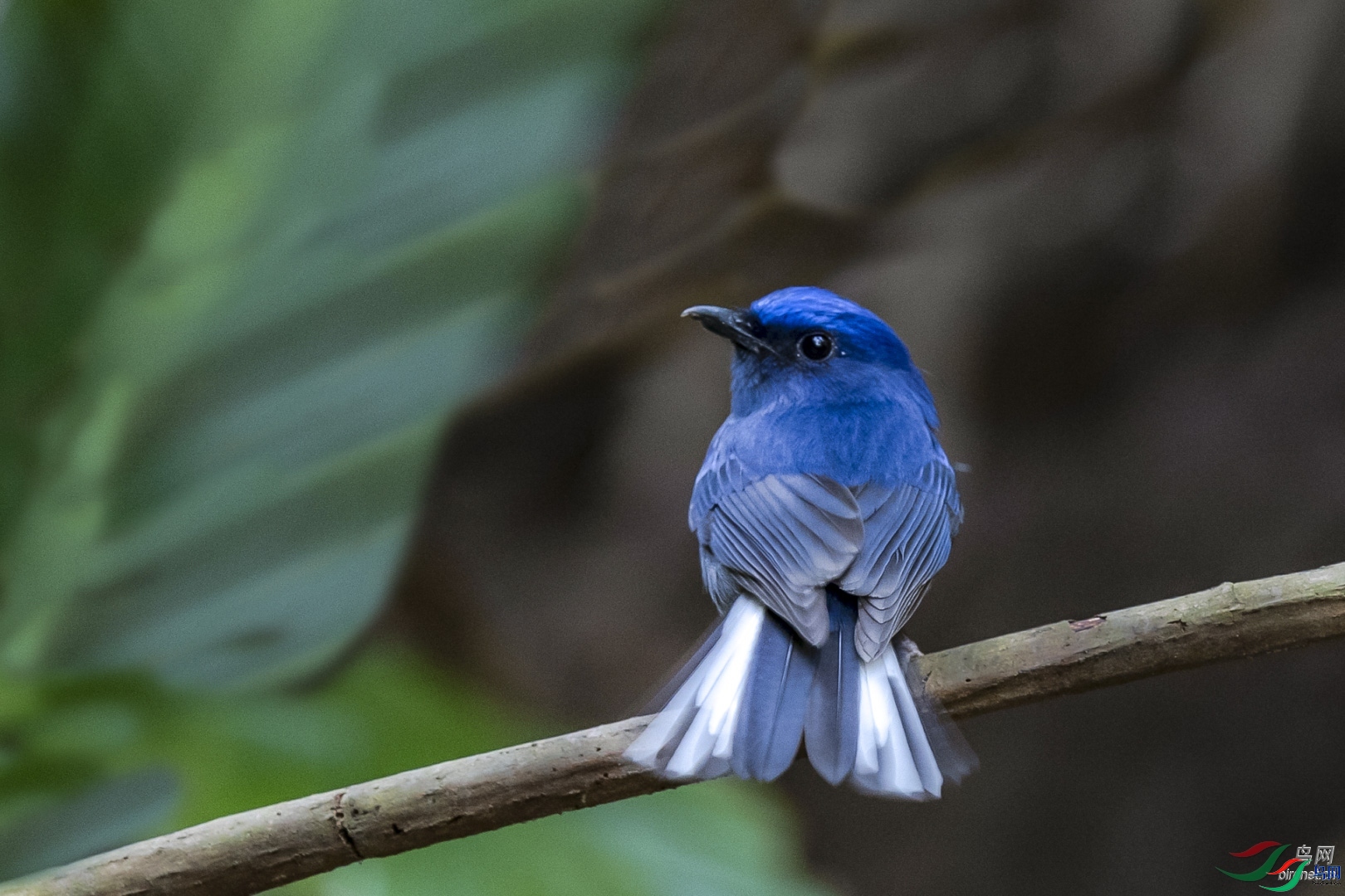 �ķ�ľ��  ��ʦ����������ʡ�º���徰���������� ӯ����.jpg