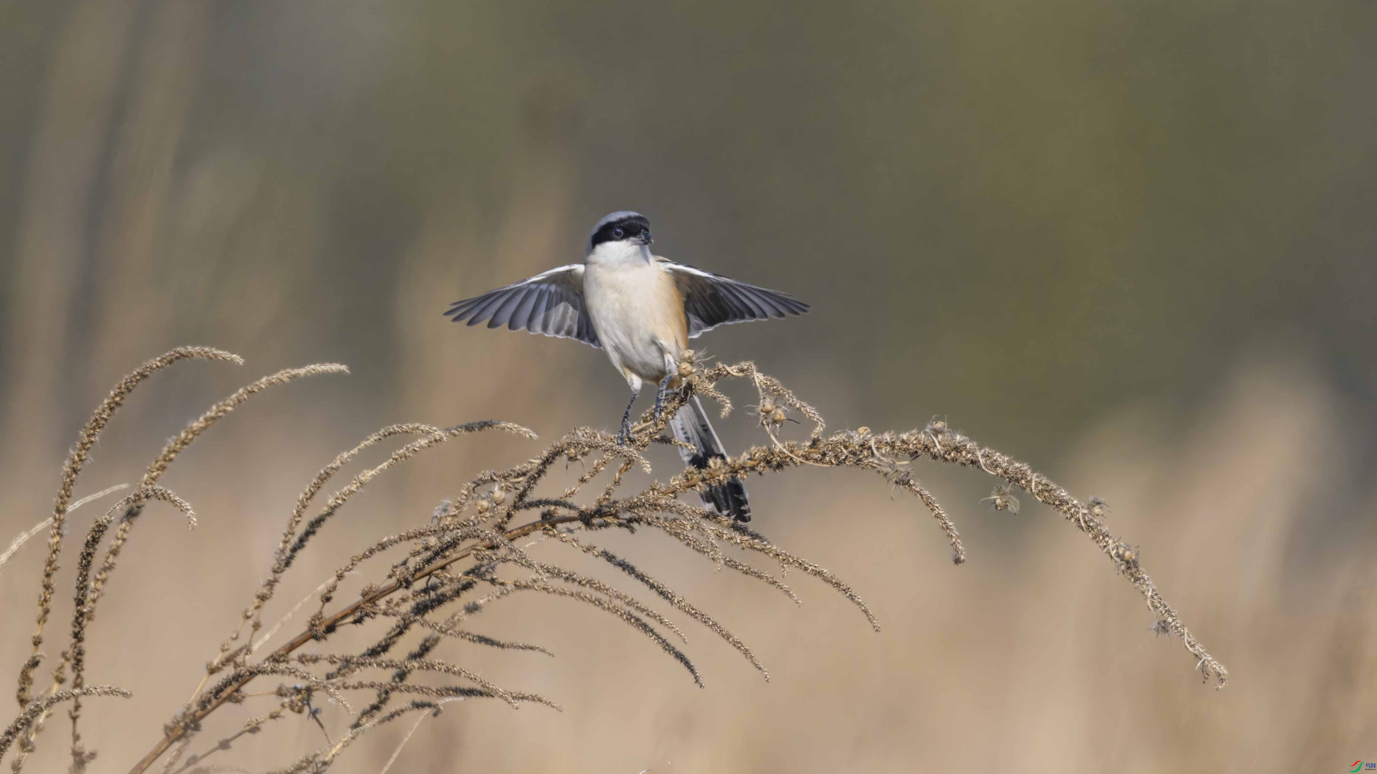 _6631148 ����.jpg