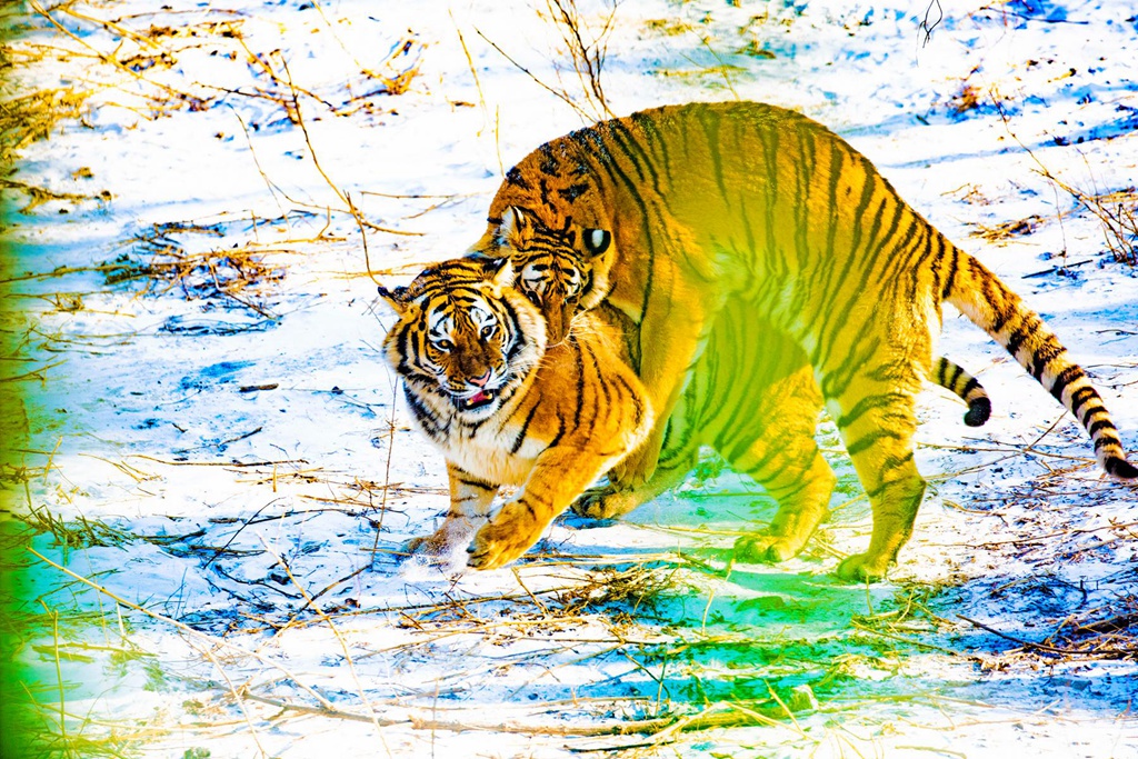 �������� (4).jpg