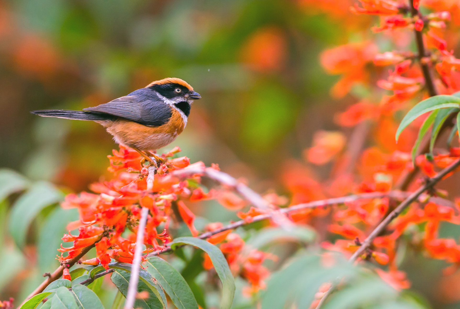 ��ͷ��βɽȸ