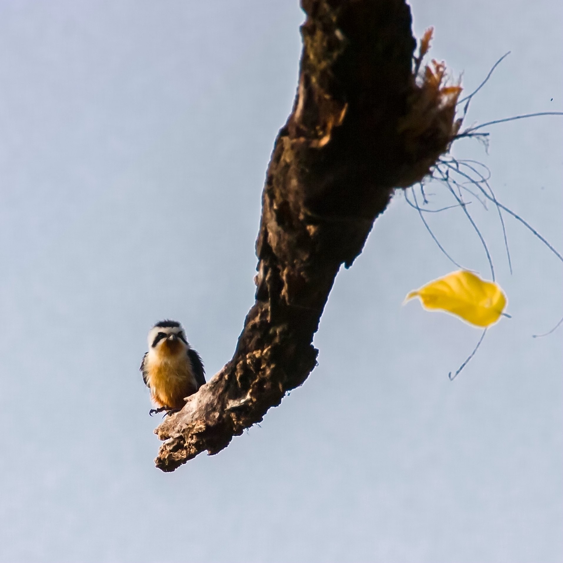 ����С��