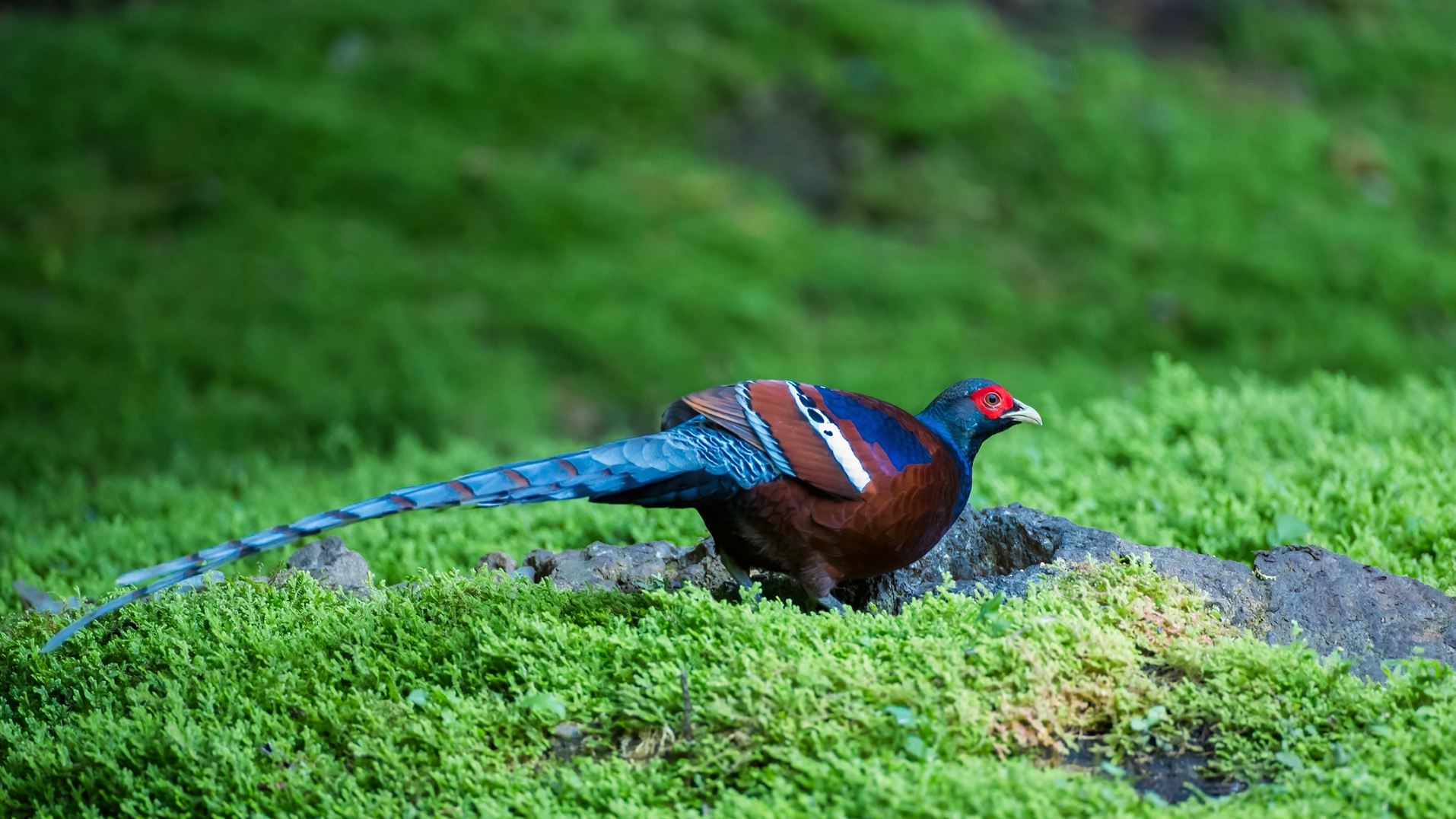 �ھ���β��