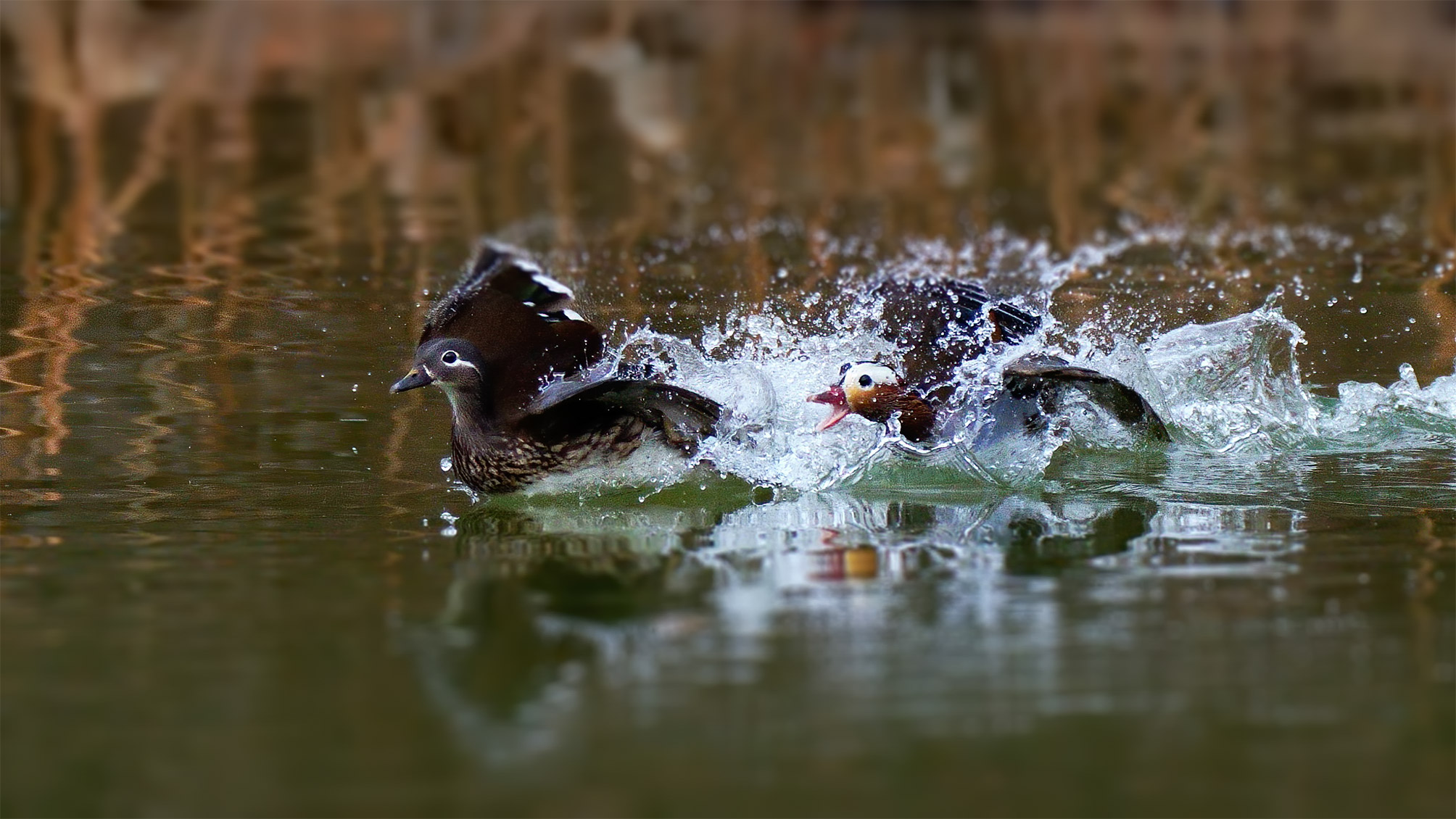 DSC05300 �ϴ� ���糱ˮ.jpg