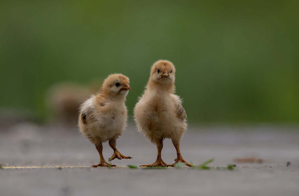 _DSC0954.jpg- - ����.jpg-.jpg