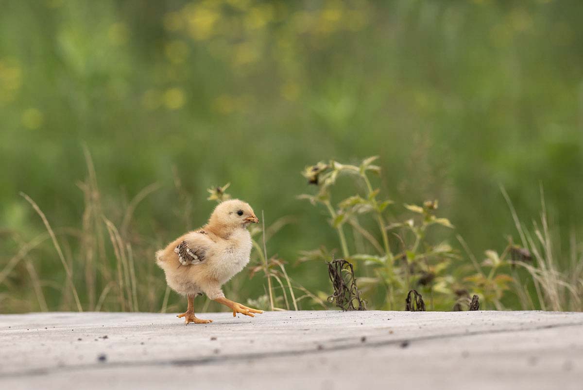 _DSC0885.jpg- - ����.jpg-.jpg