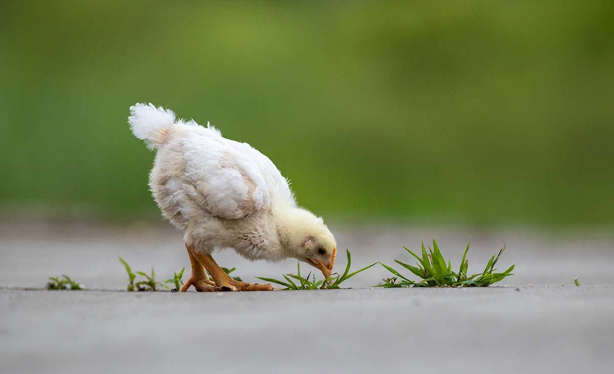 _DSC0741.jpg- - ����.tif-.jpg