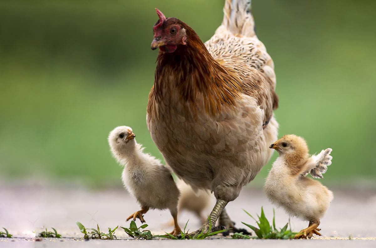 _DSC0945.jpg- - ����.jpg-.jpg