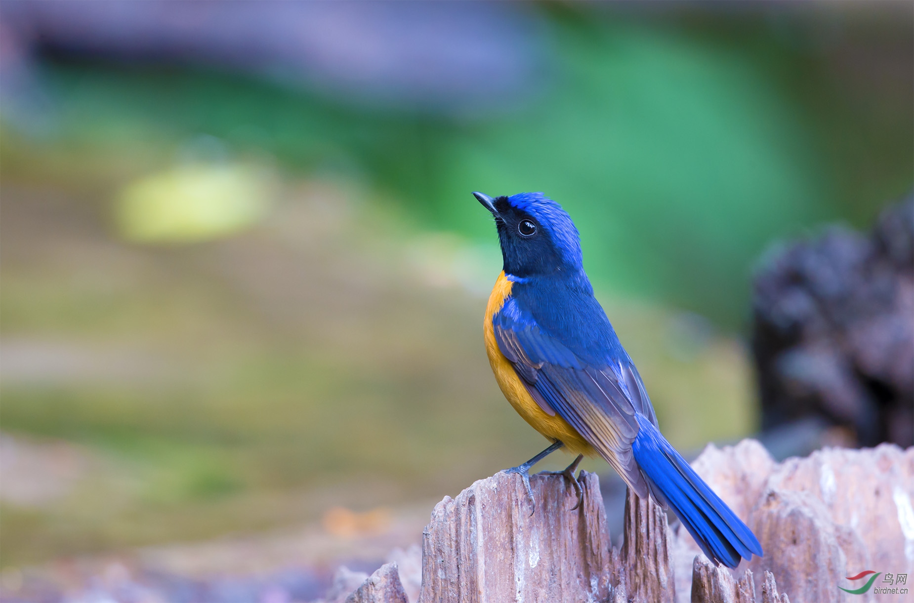 �������  ��ʦ����������ʡ��ɽ��.jpg