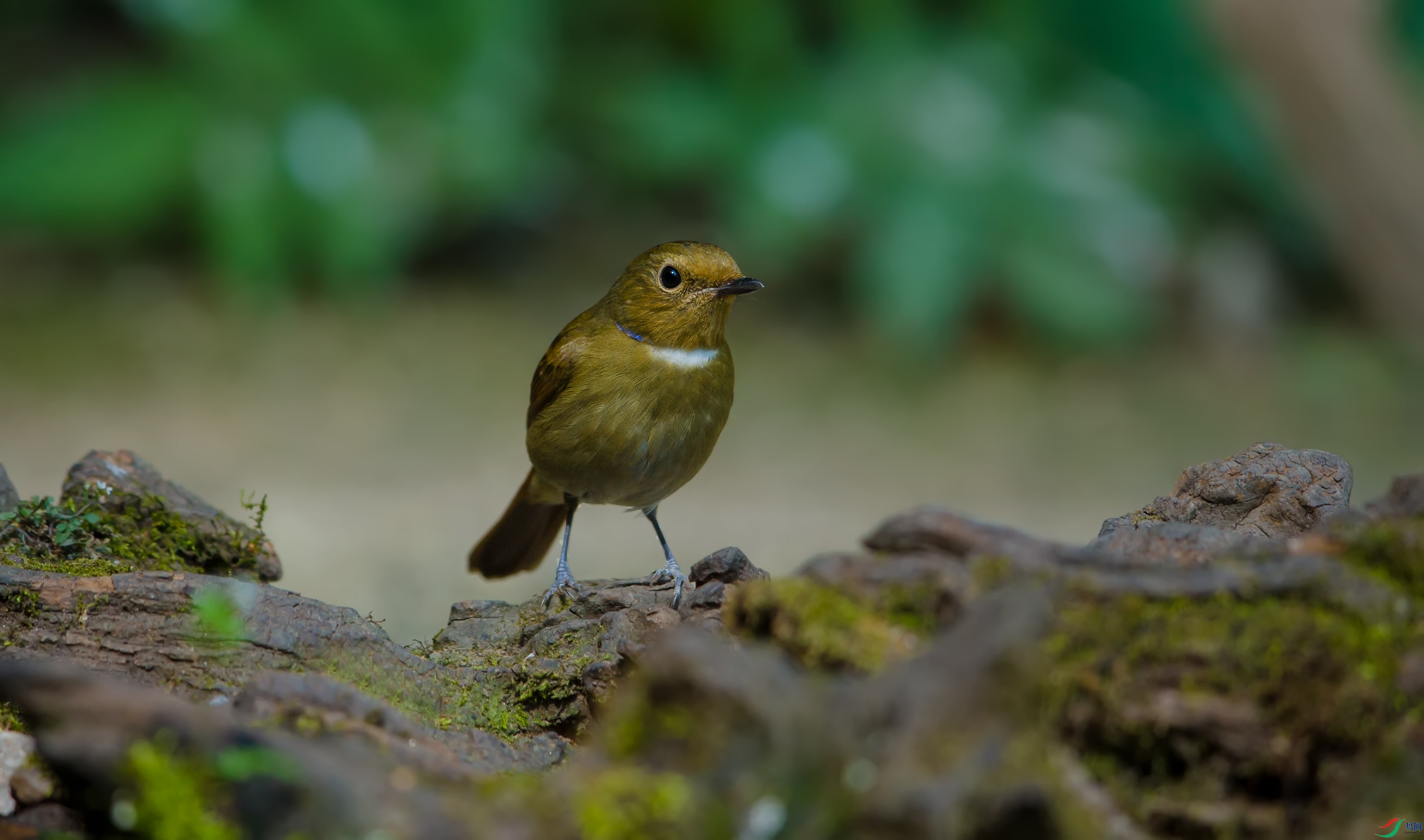 ɢ����  ��ʦ����������ʡ��ɽ��.jpg