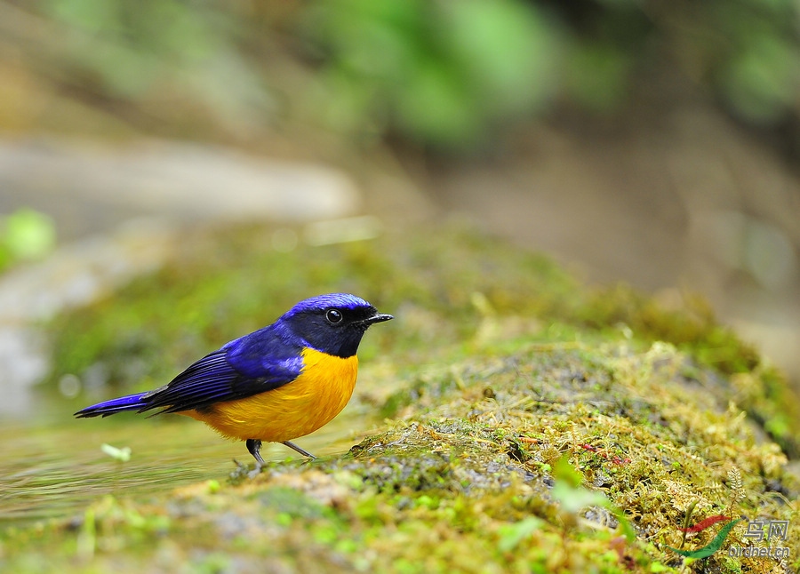 ֪������  ��ʦ����������ʡ��ɽ��.jpg