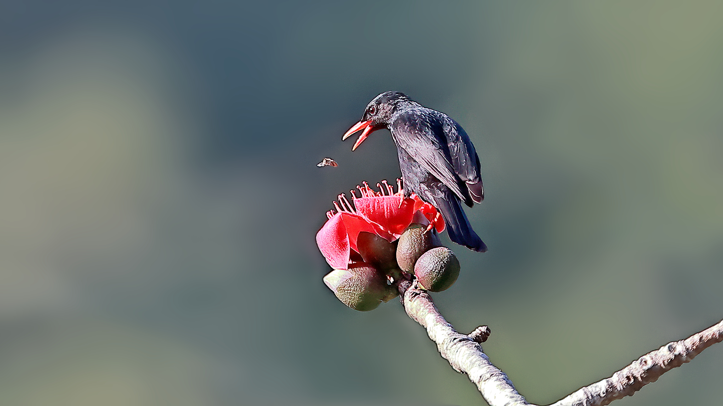 _O8I3715-DeNoiseAI-denoise (1)_����.jpg