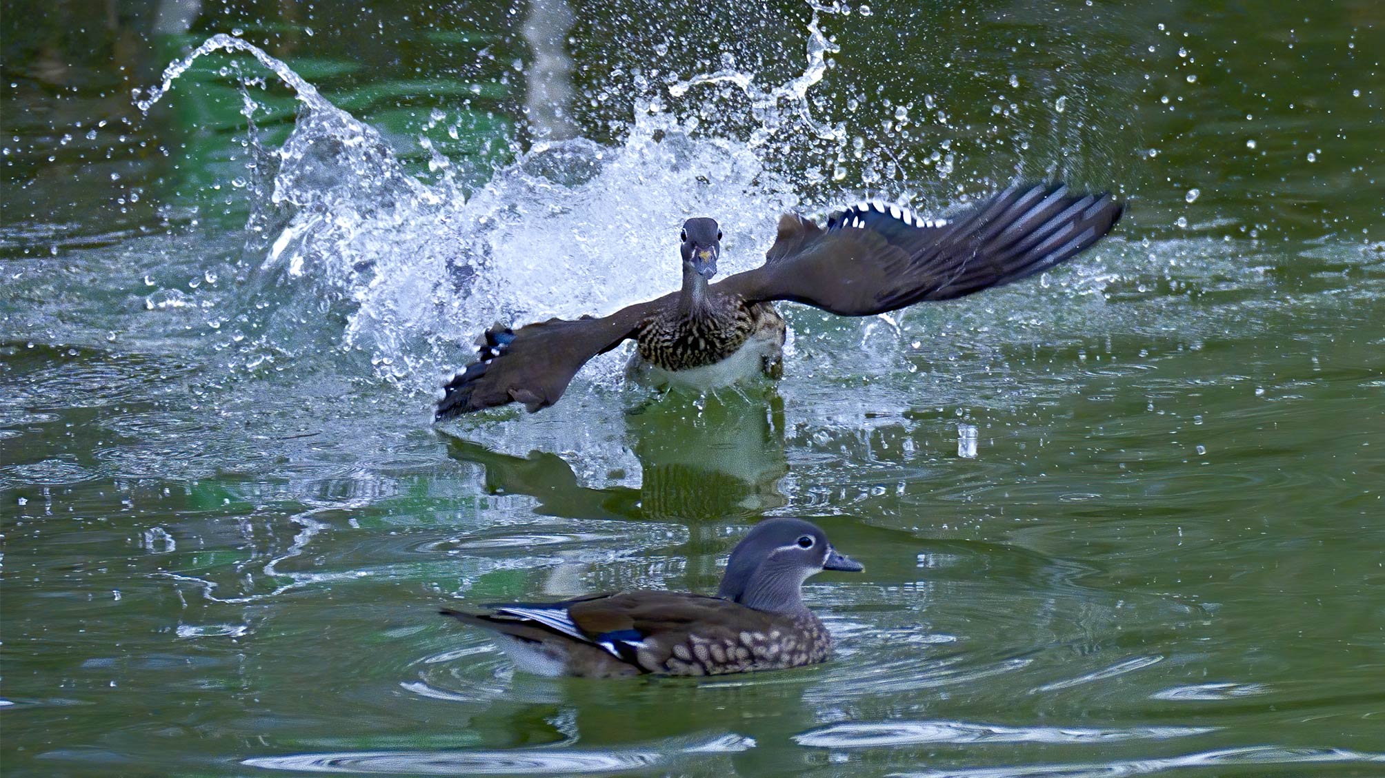 DSC05017  �ϴ� ��ģ����.jpg