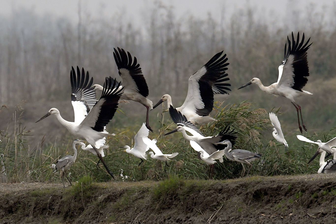 _DSC1692 - ����.JPG