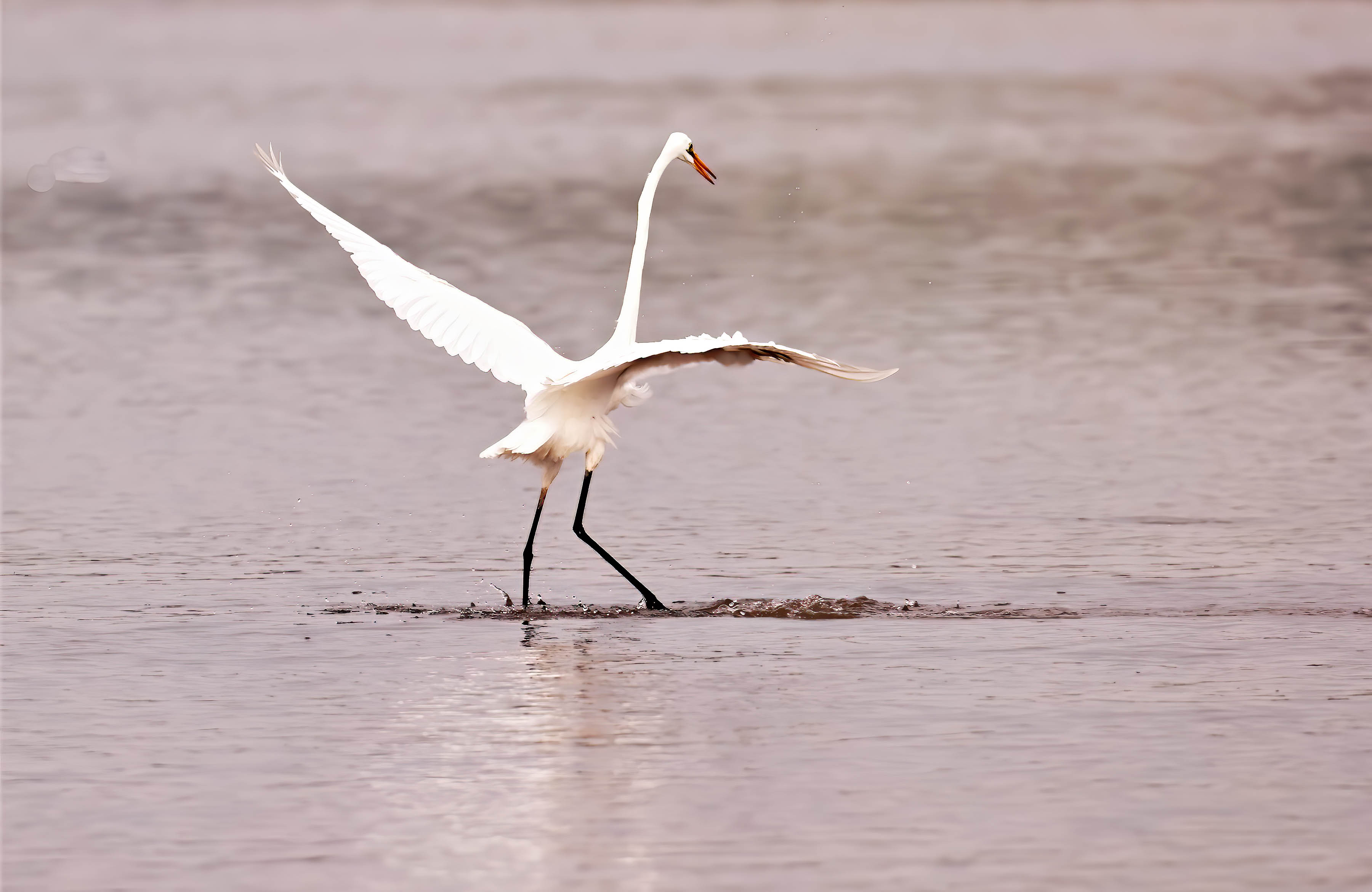 ת��������