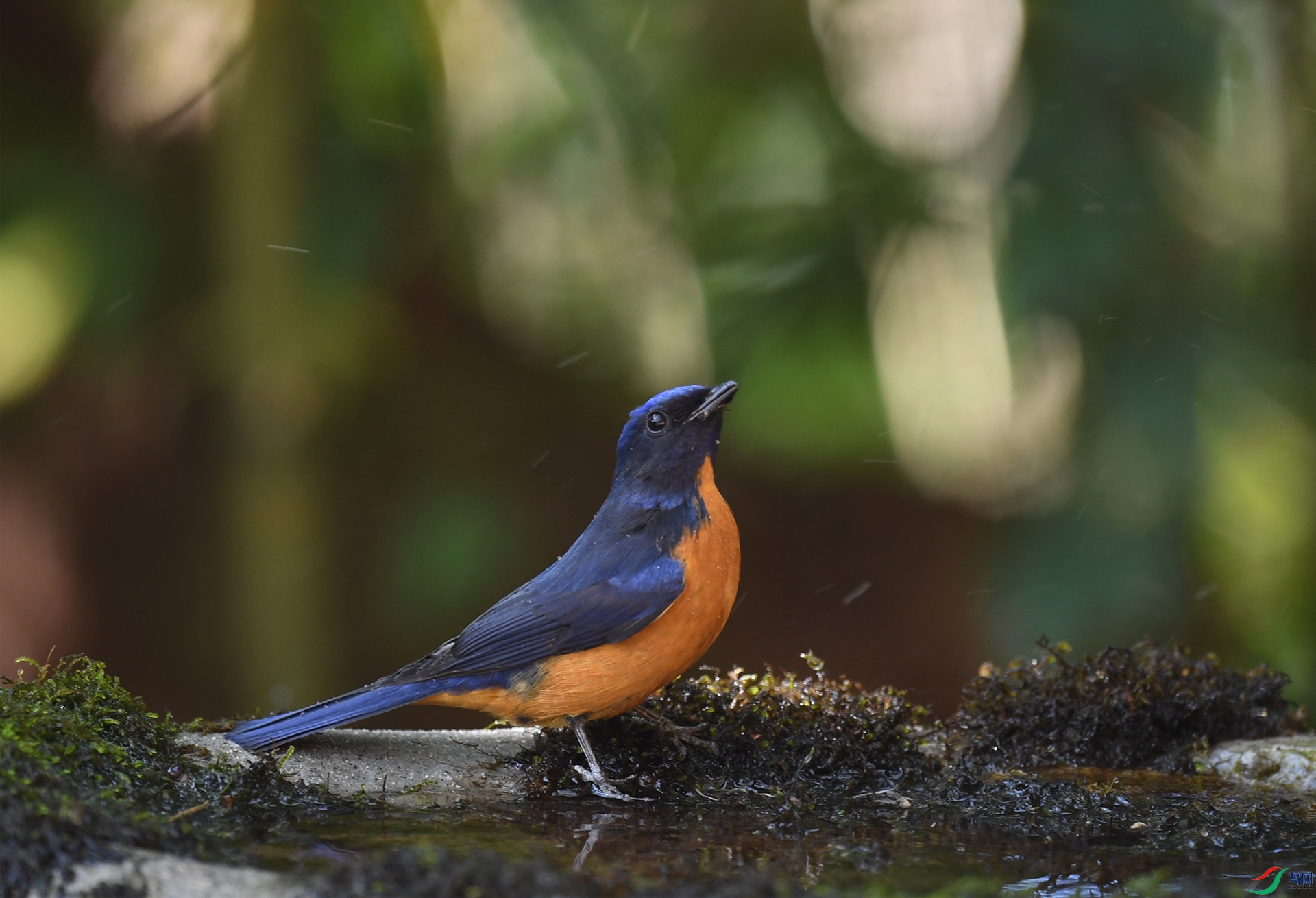 ����ϸ��  ��ʦ����������ʡ��ɽ���ڳ���.jpg