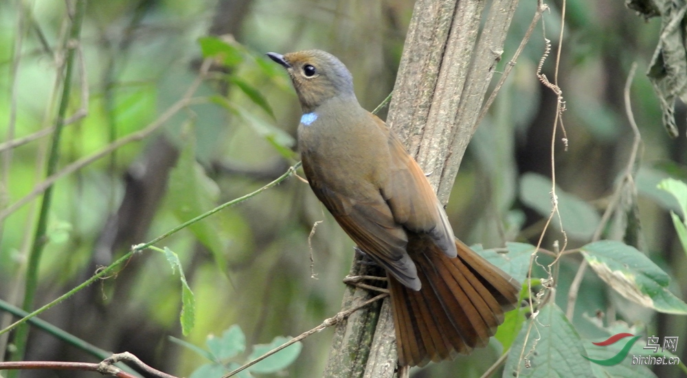 Ϊ������  ��ʦ����������ʡ ��ɽ��¡����.jpg