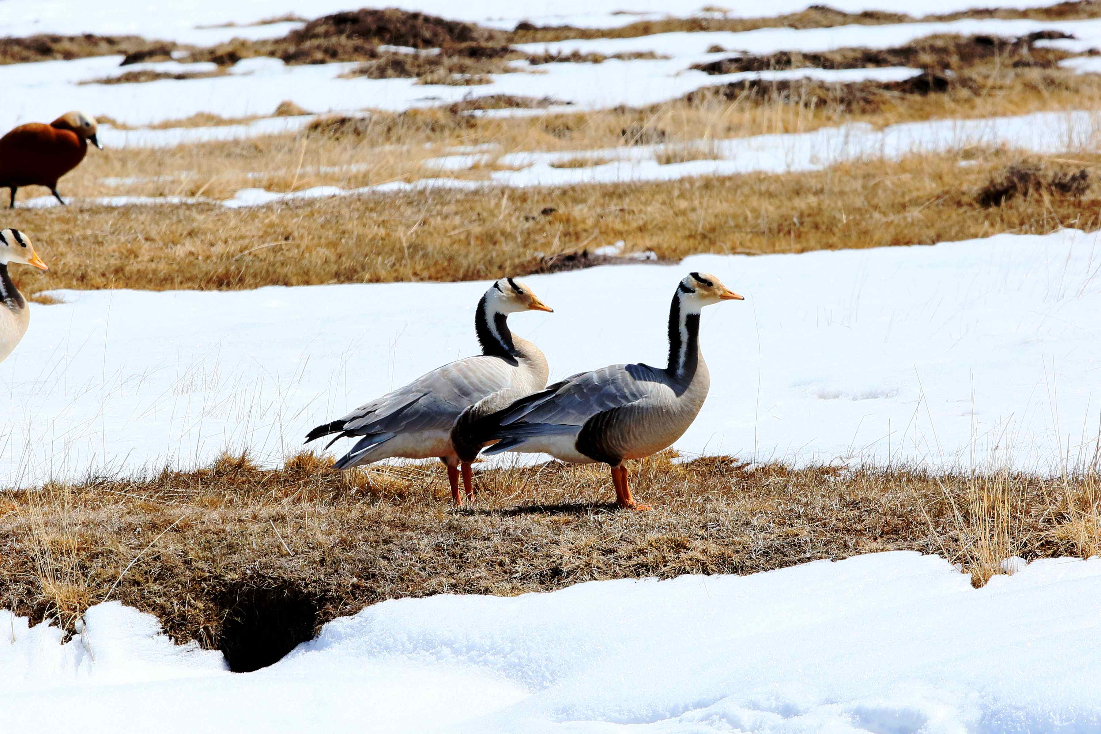 ��ͷ�� - ����.JPG